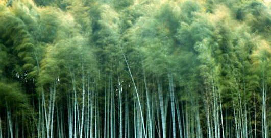 bamboo-forest1
