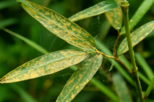 Bamboo Spider Mites: How to Identify, Treat, and Prevent an Infestation