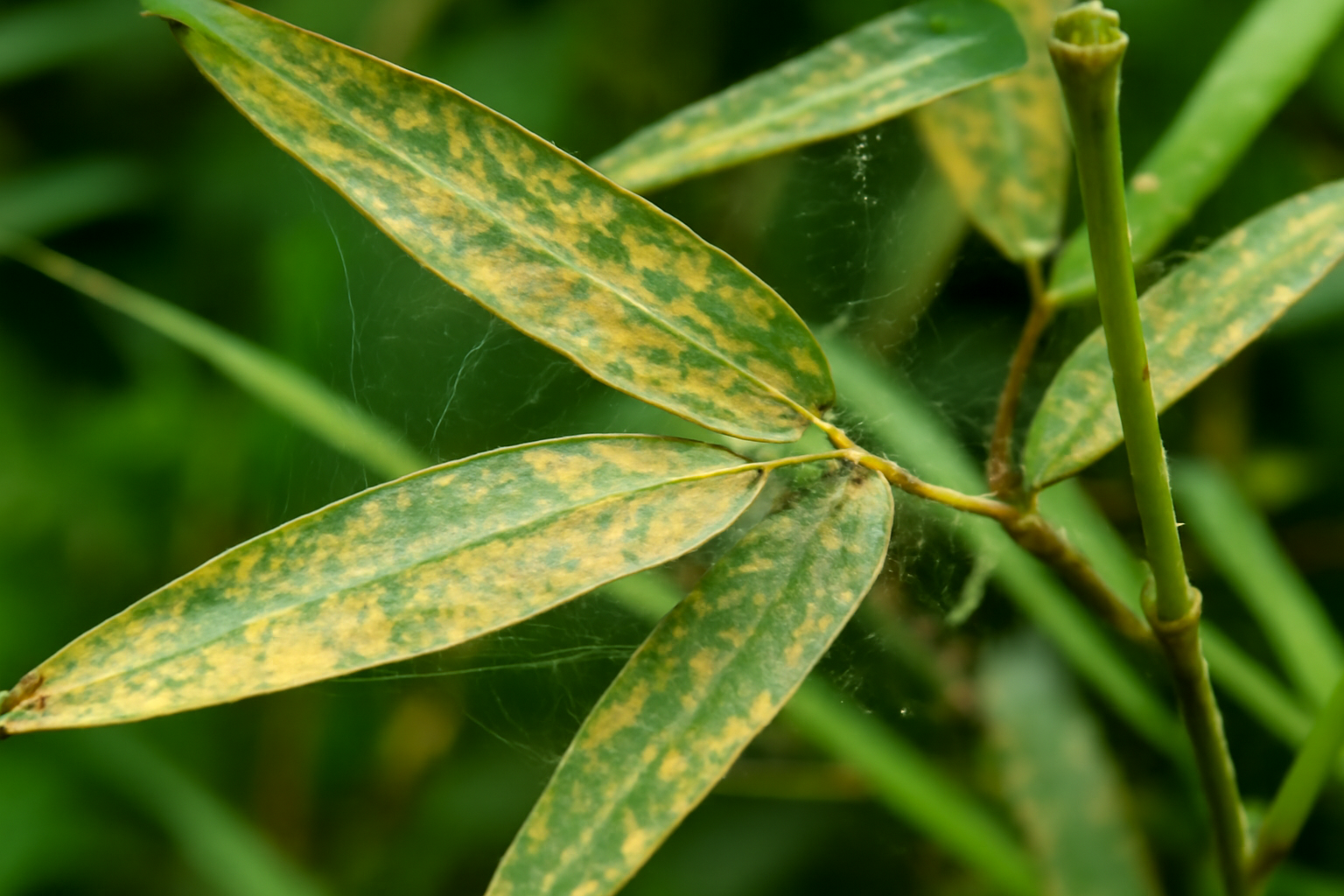 Bamboo Spider Mites: How to Identify, Treat, and Prevent an Infestation