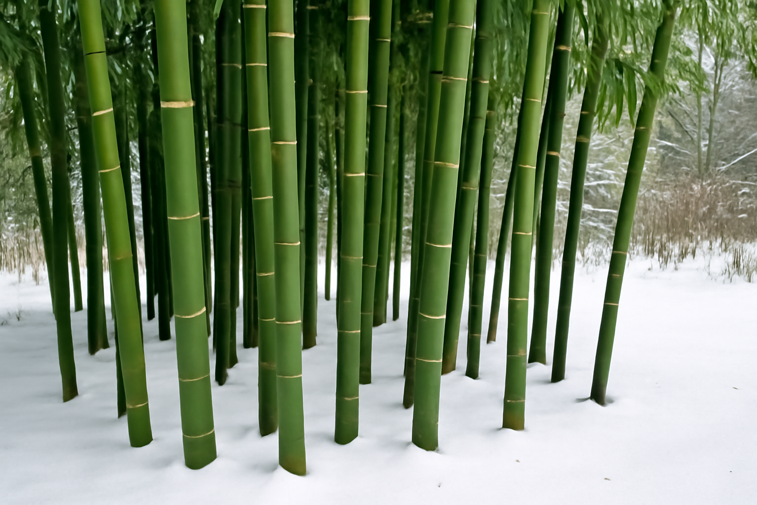 Best Bamboo for Zone 5: Cold-Hardy Varieties That Actually Survive Winter