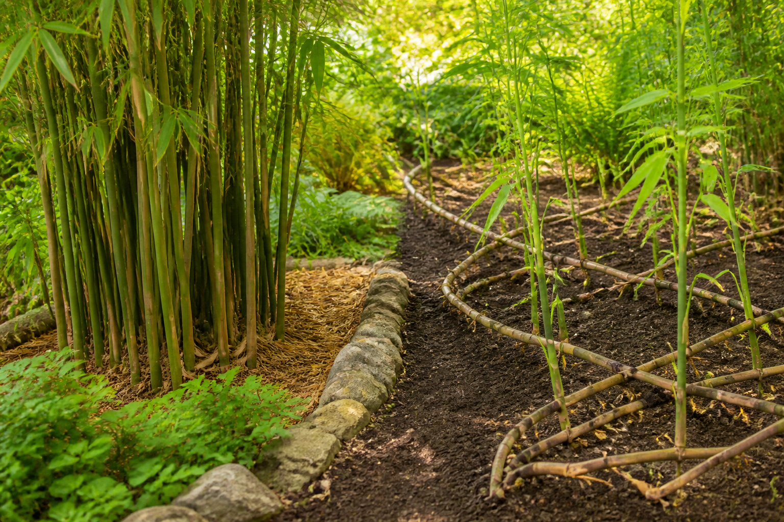 Is Bamboo Clumping or Running? Species Guide & ID