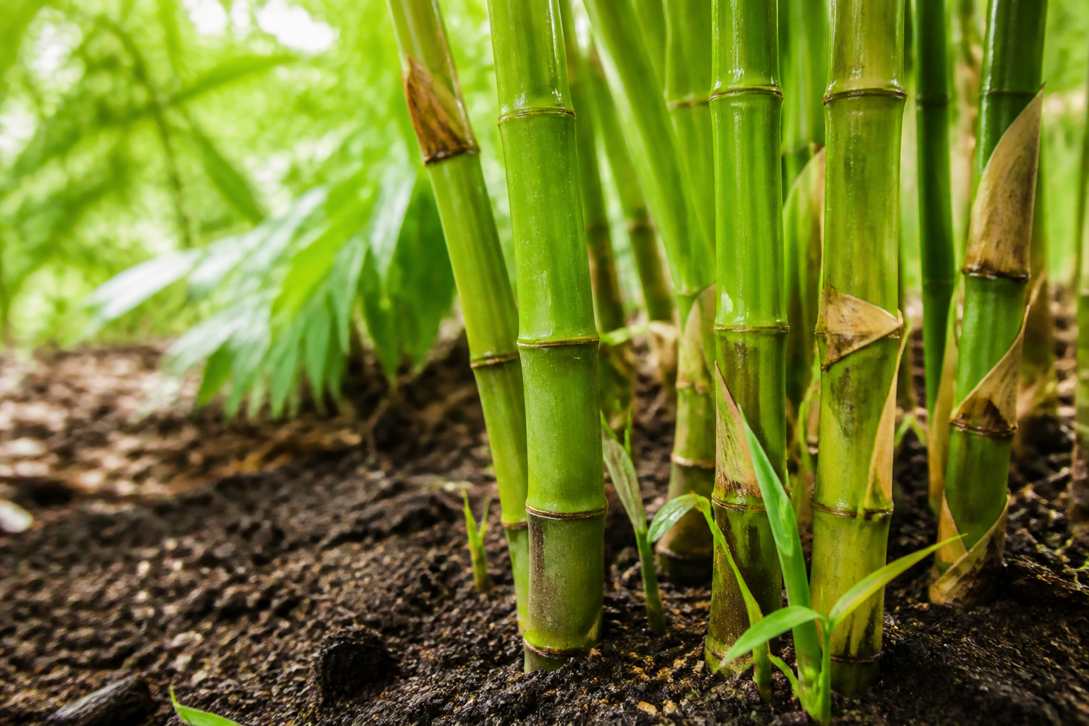 Does Bamboo Rot in the Ground? Timeline & Prevention
