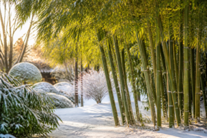 Best Cold-Hardy Bamboo Varieties: A Complete Zone-by-Zone Guide