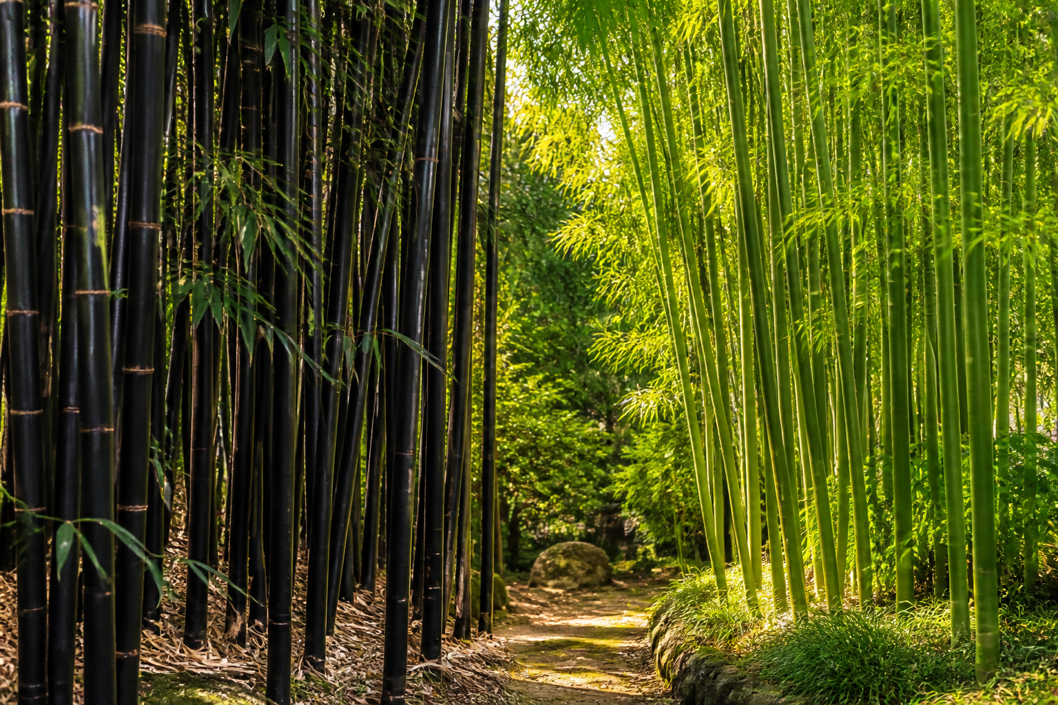 Black Bamboo vs Regular Bamboo: Growth Rate, Differences, and Which to Choose