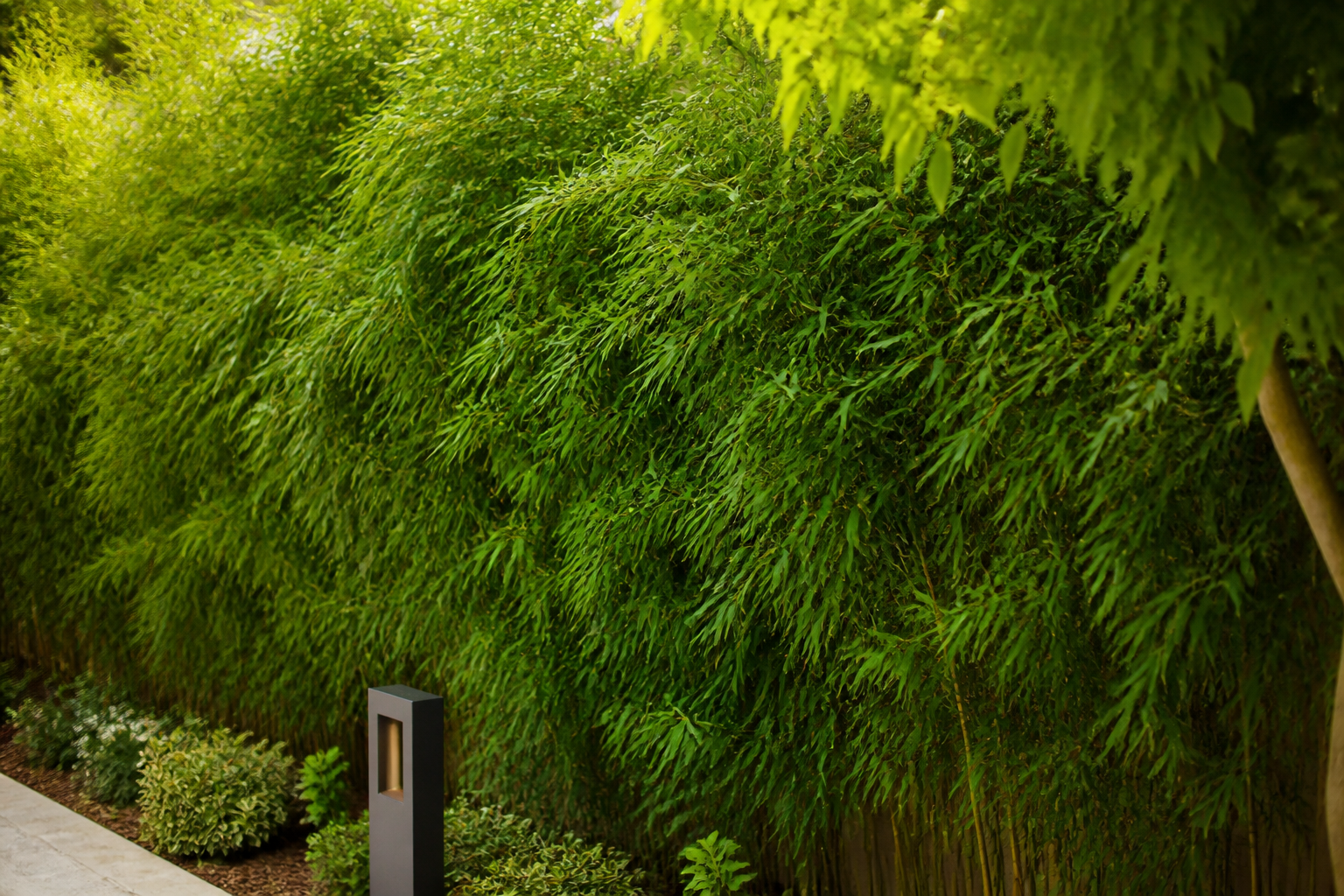 Fastest Growing Bushy Bamboo: Top Compact Clumping Varieties That Fill In Quickly