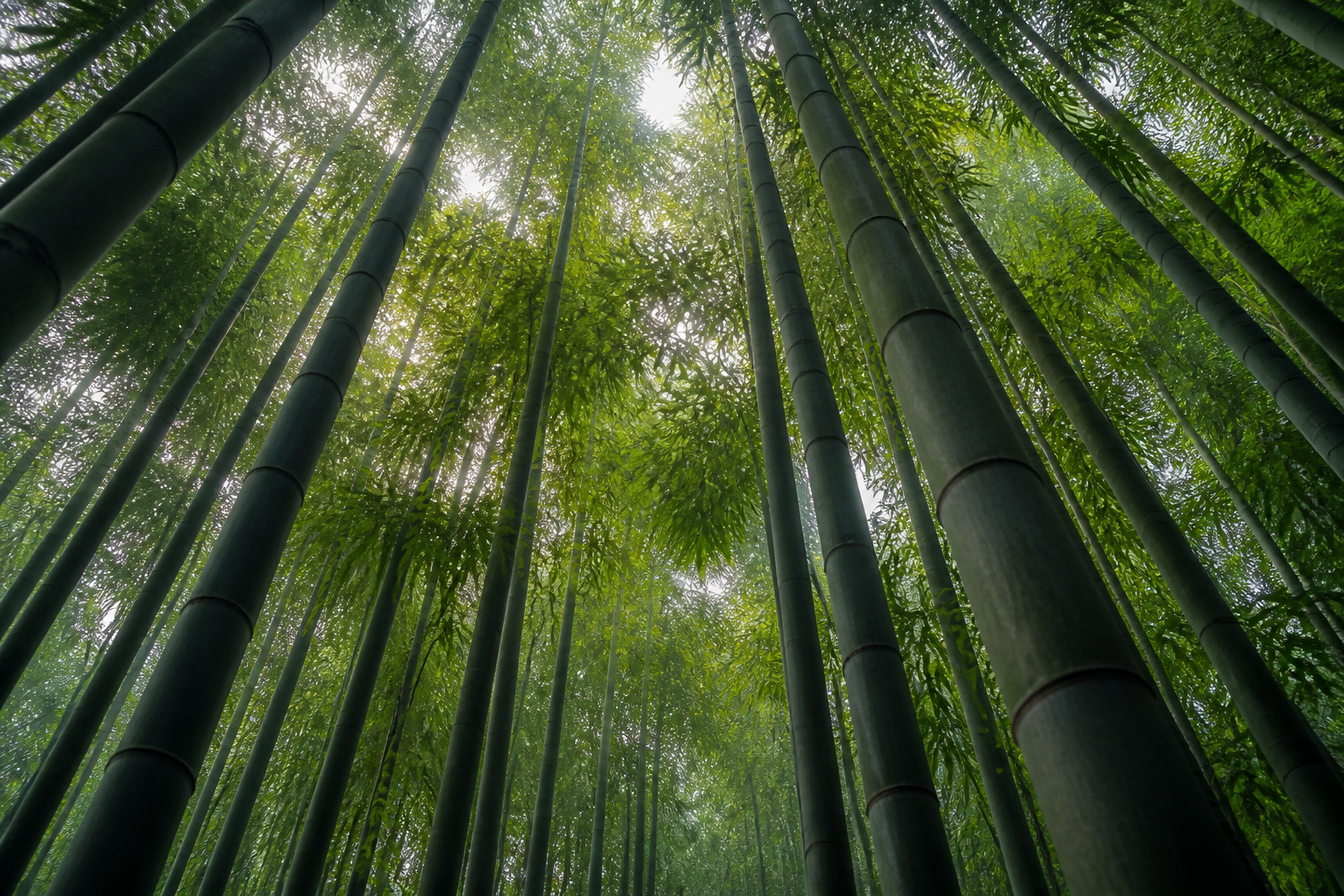 Moso Bamboo Grove Growth Rate