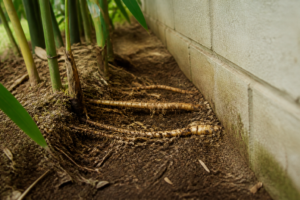 Will Bamboo Roots Damage My Well, Foundation, or Underground Pipes?
