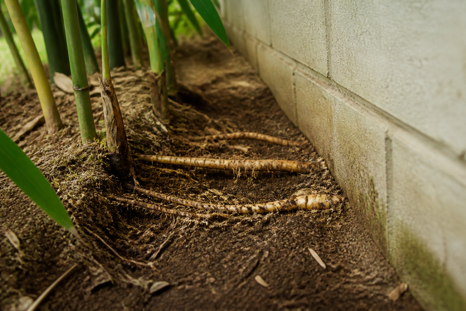 Will Bamboo Roots Damage My Well, Foundation, or Underground Pipes?