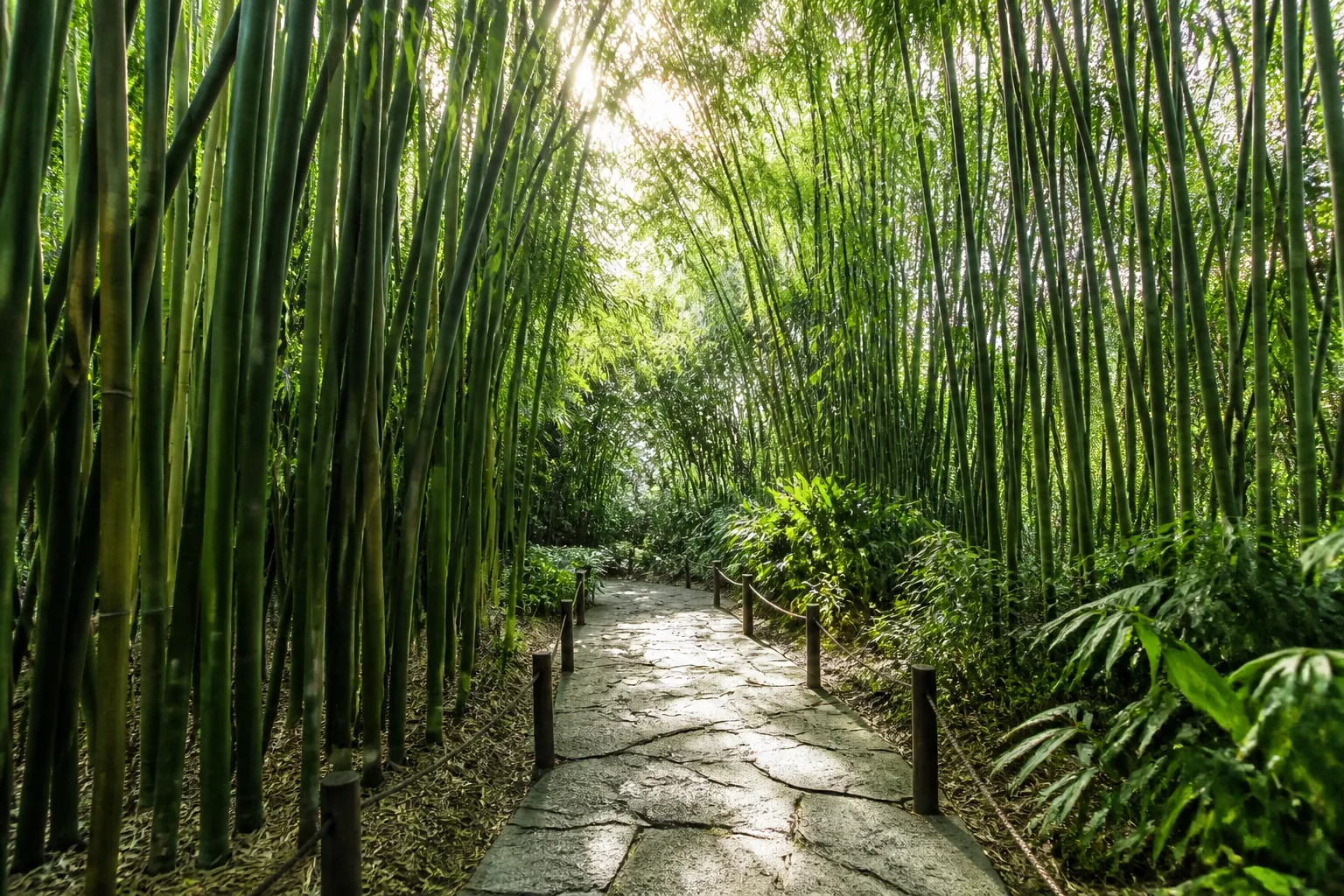The Complete Guide to Growing Bamboo — Species, Planting, and Containment