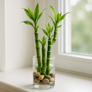 Lucky Bamboo Growth Rate: How Many Inches Does It Grow Per Year?