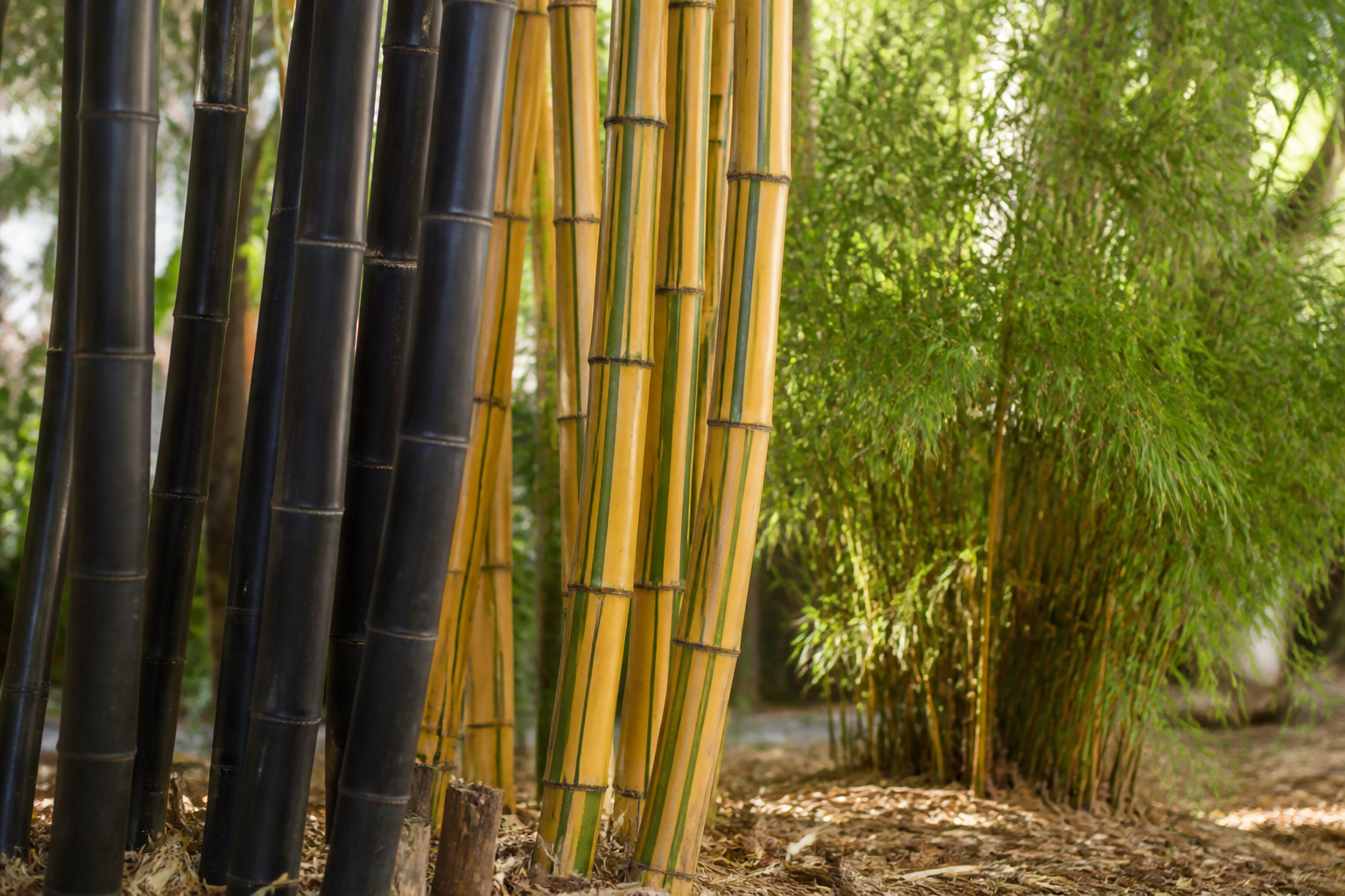 Several ornamental bamboo species growing side by side showing black, golden and striped culms