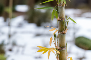 Bamboo Yellowing After Winter: Cold Damage, Nutrient Lock-Up, or Something Else?